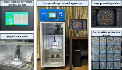 YOLOv8-licorice: a lightweight salt-resistance detection method for licorice based on seed germination state